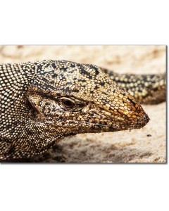 Monitor Lizard basking in the sun on a coral seashore