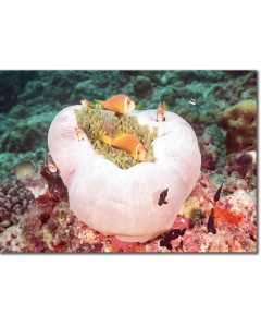 Clownfish (Maldive Anemonefish) on a fluorescent anemone