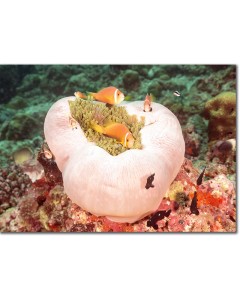 Clownfish (Maldive Anemonefish) on a fluorescent anemone