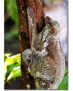 Colugo baby peeping out from its mothers pouch