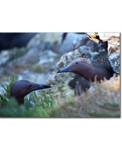 Guillemots residing on a cliff face, incubating their egg