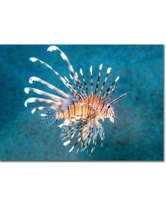 Ethereal Lionfish floating gracefully in crystal waters