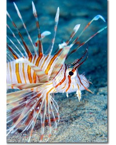 Close-up of a Lionfish