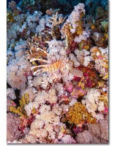 Common Lionfish surrounded by golden corals