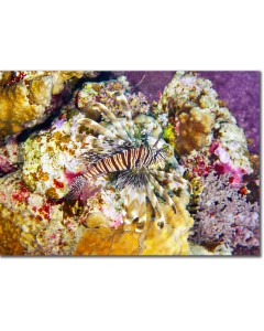 Lionfish with gossamer fins nestled among kaleidoscopic corals