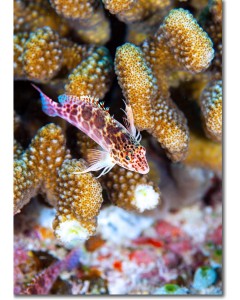 Coral Hawkfish perched within Cauliflower Coral