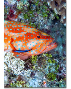 Coral Hind (blue-spotted rock cod) hiding amid the reef
