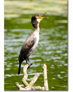 Great Cormorant squawking by a river's edge