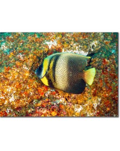 Cortez Angelfish feeding along the reef substrate poster
