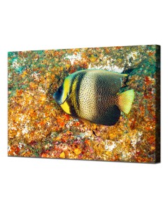 Cortez Angelfish feeding along the reef substrate