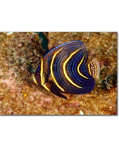 Cortez Angelfish juvenile nibbling on algae poster