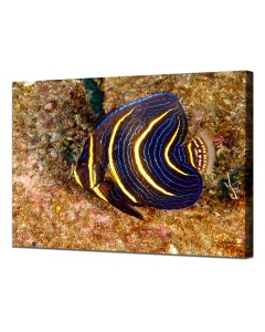 Cortez Angelfish juvenile nibbling on algae