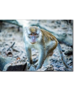 Crab-eating Macaque