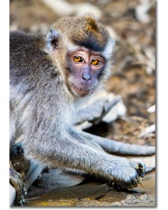 Crab-eating Macaque with striking amber eyes