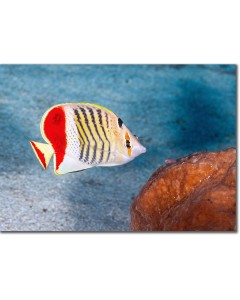 Crown Butterflyfish watched by a minute Goby