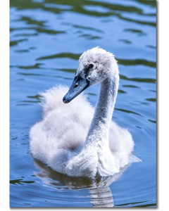 Mute Swan Cygnet paddling in an azure blue lake