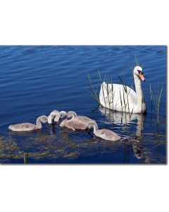 Mute Swan with a quintet of cygnets