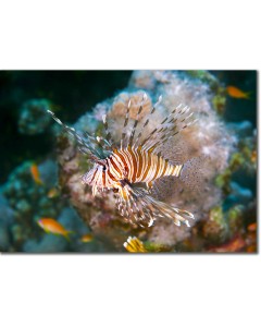 Devil Firefish (lionfish)meandering along the deep corals