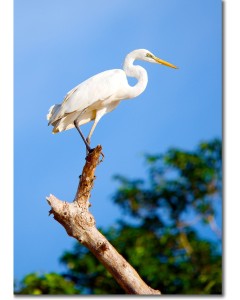 Great white egret framed poster