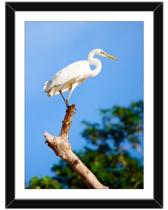 Great white egret framed poster