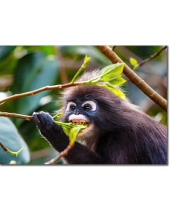 Dusky Leaf Monkey feeding on a Sea Bean Tree