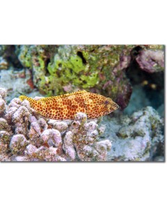 Dwarf Spotted Rock Cod hiding in a coral nook