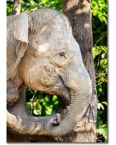 Mud Encrusted Pygmy Elephant Camouflaged by a Tree