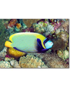 Emperor Angelfish within sea corals