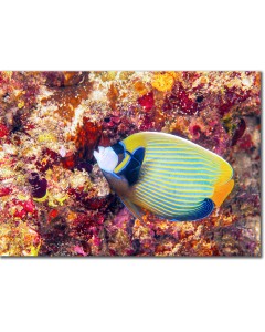 Emperor Angelfish being cleaned by a Wrasse poster
