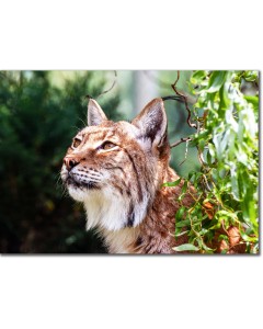 Eurasian Lynx close-up