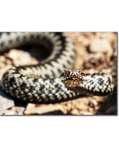 European Viper posturing, preparing to strike