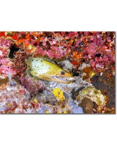 Fimbriated Moray in a colourful reef garden