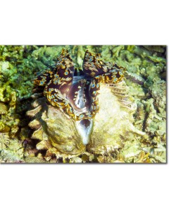 Fluted Giant Clam on Coral Seabed