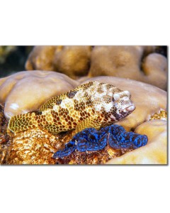 Foursaddle Grouper perched by a blue maxima clam