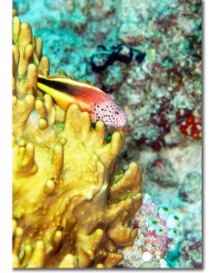 Freckled Hawkfish nestled in a golden coral sculpture
