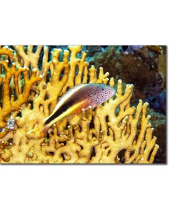 Freckled Hawkfish nestled in golden fire corals