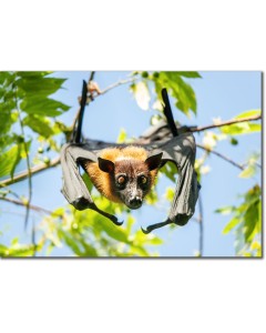 Fruit Bat peeping out from ta Jack in the Box tree