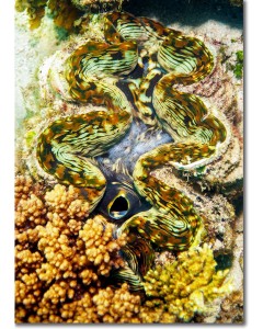Giant Clam with earth tone colours