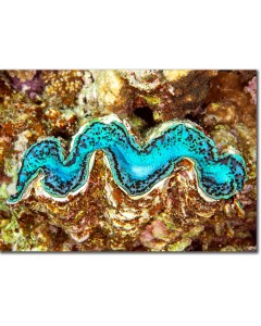 Giant clam resembling a cascading river