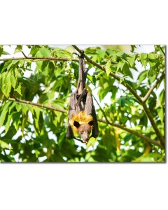 Fruit bat hanging within the branches of a shady tree