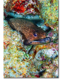 Moray eel - Close-up of a  Giant Moray