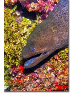 Moray Eel displaying its fangs by a colourful reef