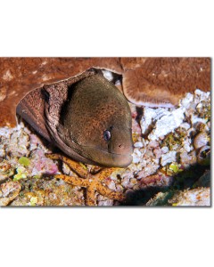 Giant Moray peeping out from a coral nook