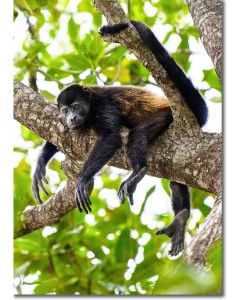 Golden Mantled Howler Monkey Chilling-out