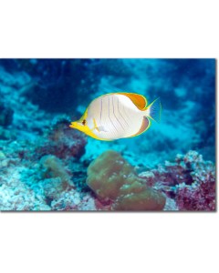 Goldheaded Butterflyfish in an aquamarine sea