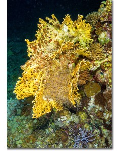 Gorgonian Hydroid nestled within Fire Coral poster