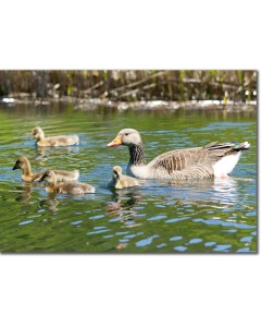 Greylag Goslings on the rippling waters of a reed pond