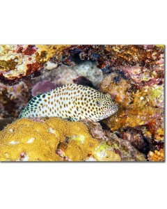Greasy Grouper waiting to pounce