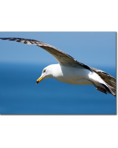 Poster of a seagull in flight