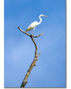 Great egret canvas